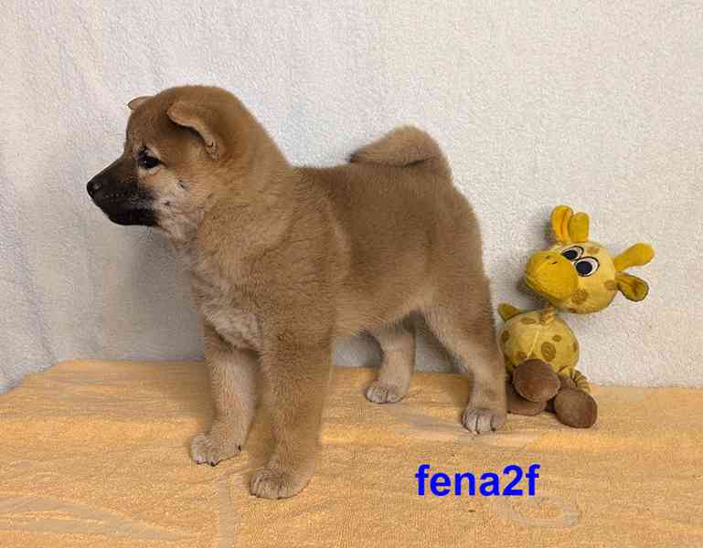 Shiba inu s PP FCI z chovatelské stanice PIBARO - foto 19