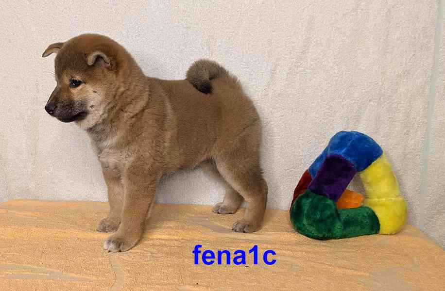 Shiba inu s PP FCI z chovatelské stanice PIBARO - foto 9