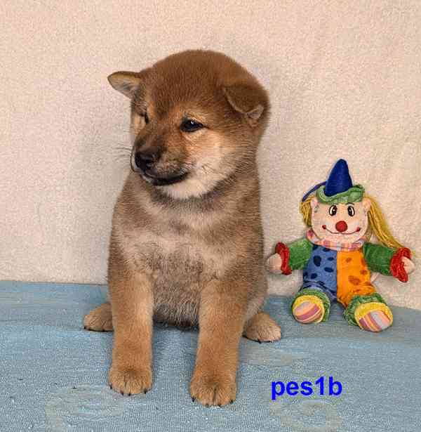 Shiba inu s PP FCI z chovatelské stanice PIBARO - foto 24