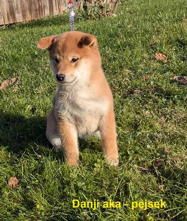 Shiba inu s PP / FCI z  - foto 25