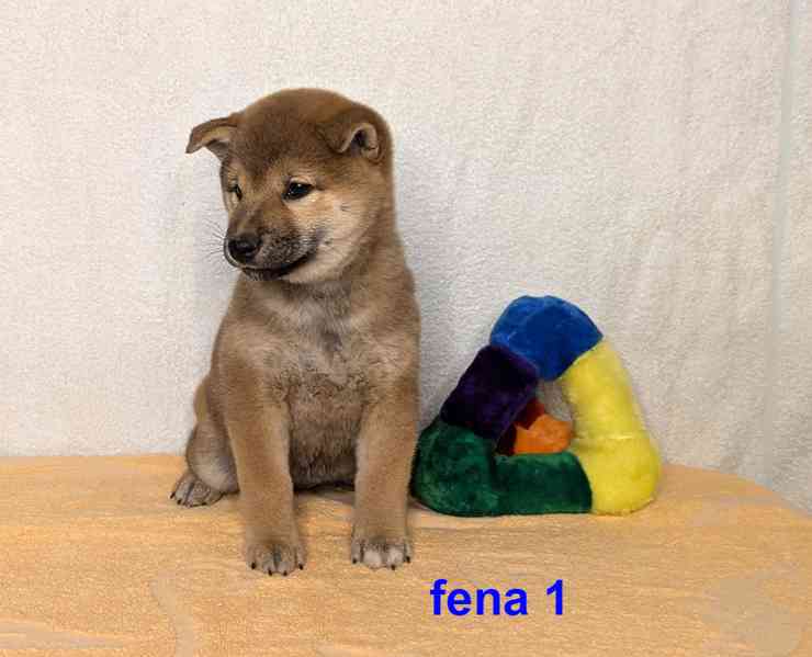 Shiba inu s PP FCI z chovatelské stanice PIBARO - foto 6