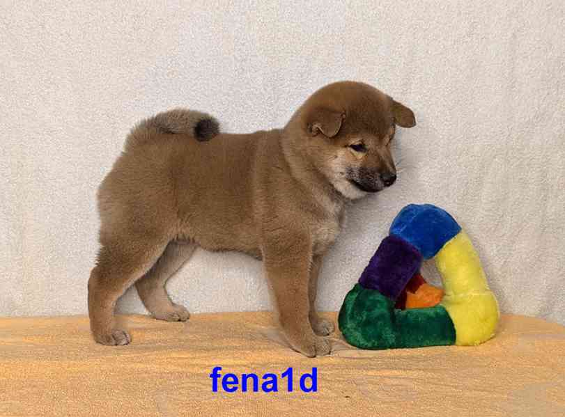 Shiba inu s PP FCI z chovatelské stanice PIBARO - foto 10