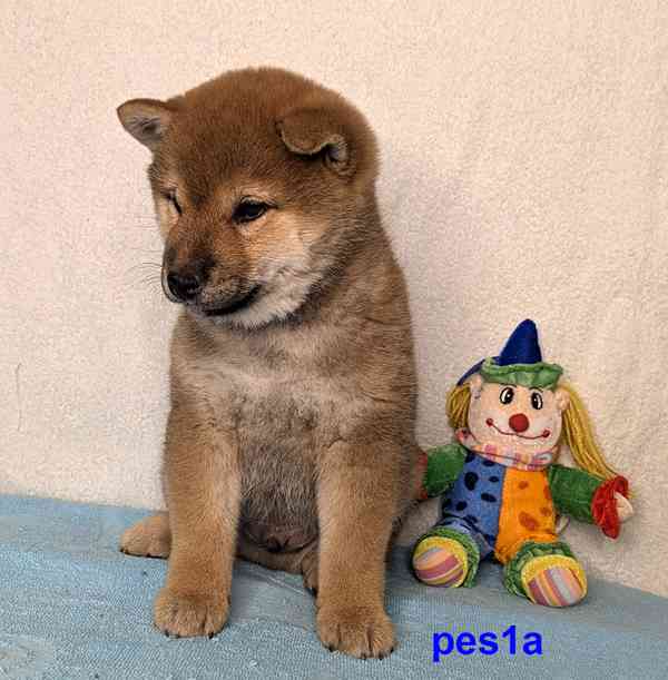 Shiba inu s PP FCI z chovatelské stanice PIBARO - foto 23