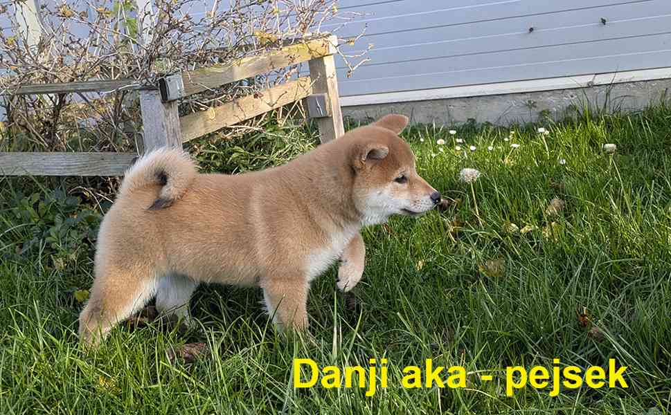 Shiba inu s PP / FCI z  - foto 29