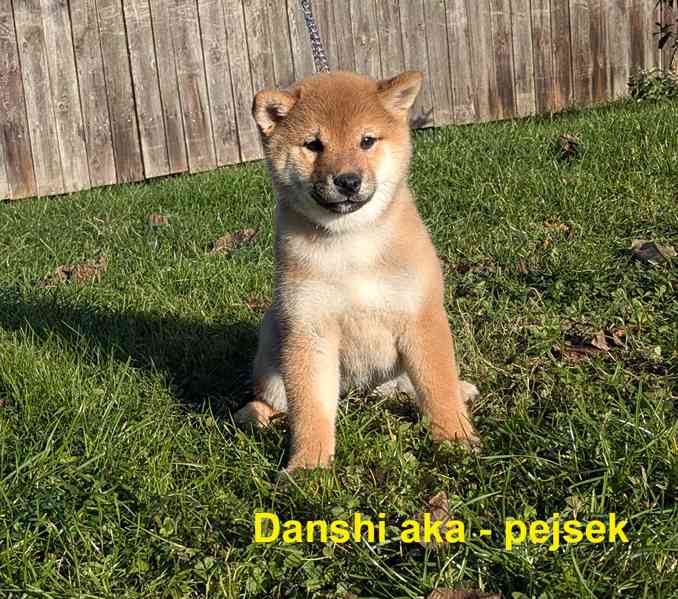 Shiba inu s PP / FCI z  - foto 17