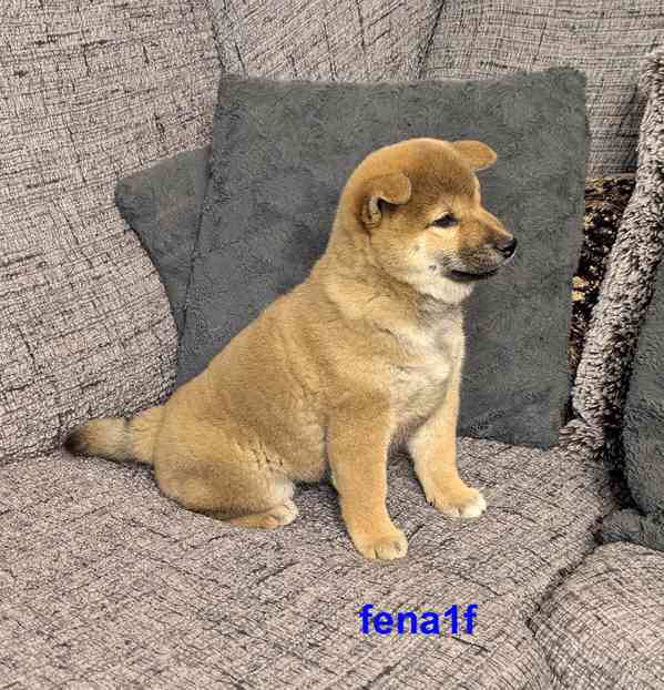 Shiba inu s PP FCI z chovatelské stanice PIBARO - foto 12