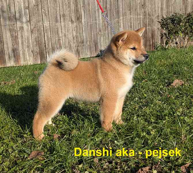 Shiba inu s PP / FCI z  - foto 16