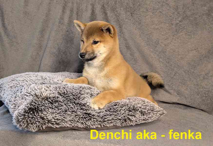 Shiba inu s PP / FCI z  - foto 5