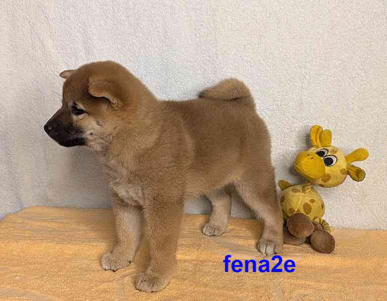 Shiba inu s PP FCI z chovatelské stanice PIBARO - foto 18