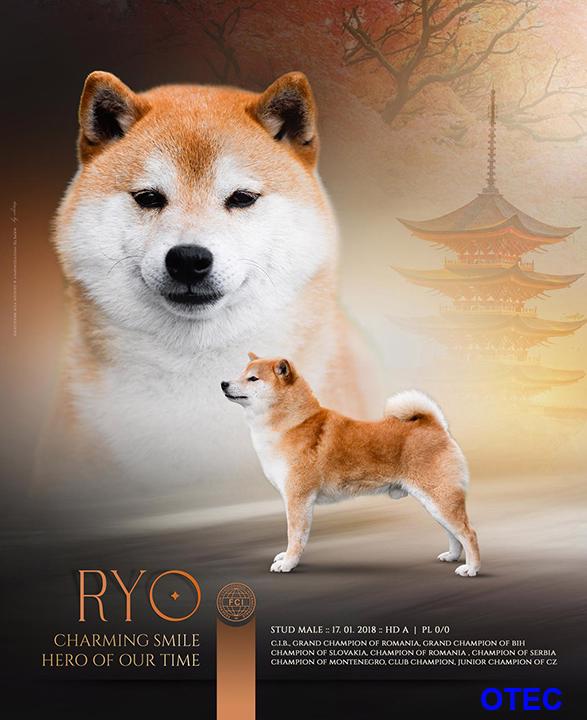 Shiba inu s PP / FCI z  - foto 3