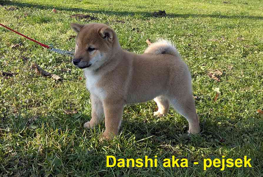 Shiba inu s PP / FCI z  - foto 18