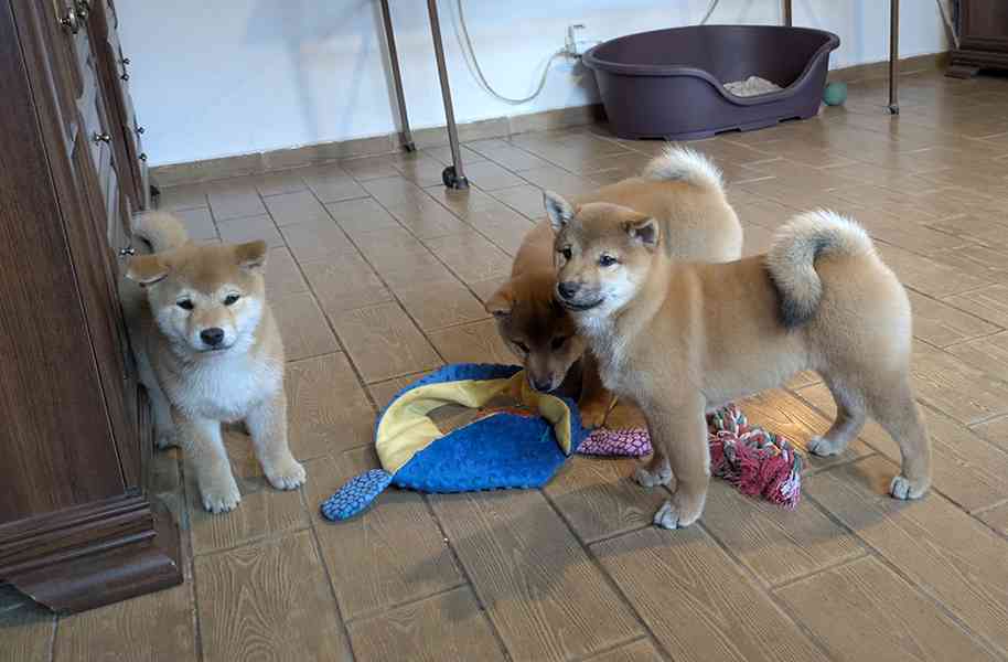 Shiba inu s PP / FCI z  - foto 31