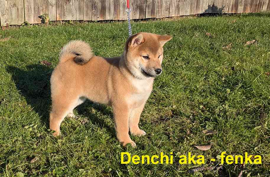 Shiba inu s PP / FCI z  - foto 9