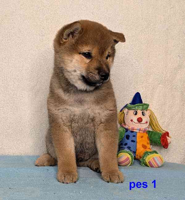 Shiba inu s PP FCI z chovatelské stanice PIBARO - foto 22