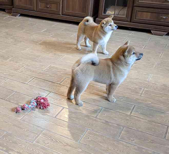 Shiba inu s PP / FCI z  - foto 33