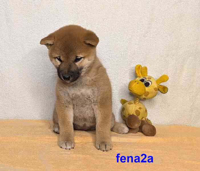 Shiba inu s PP FCI z chovatelské stanice PIBARO - foto 14