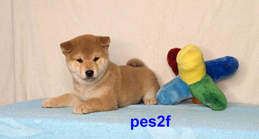 Shiba inu s PP FCI z chovatelské stanice PIBARO - foto 36