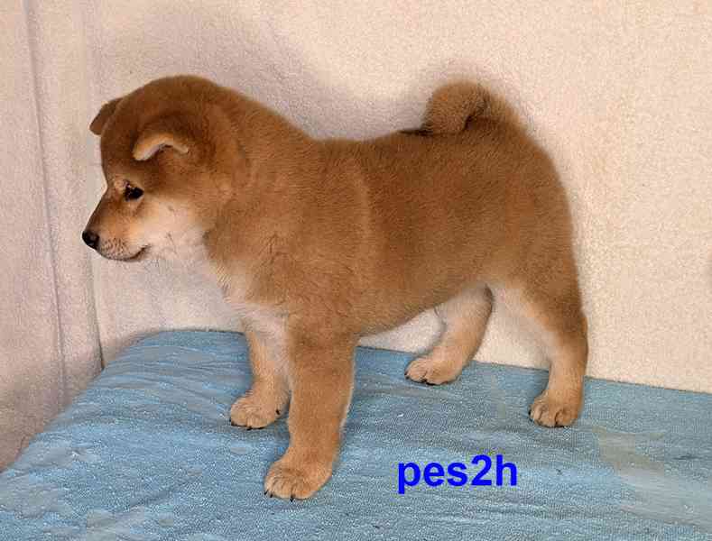 Shiba inu s PP FCI z chovatelské stanice PIBARO - foto 38