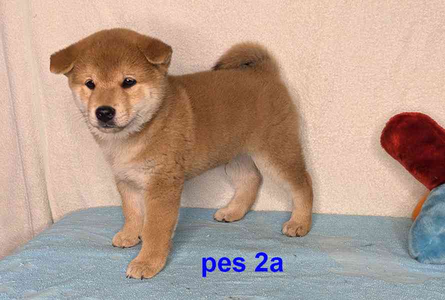 Shiba inu s PP FCI z chovatelské stanice PIBARO - foto 31