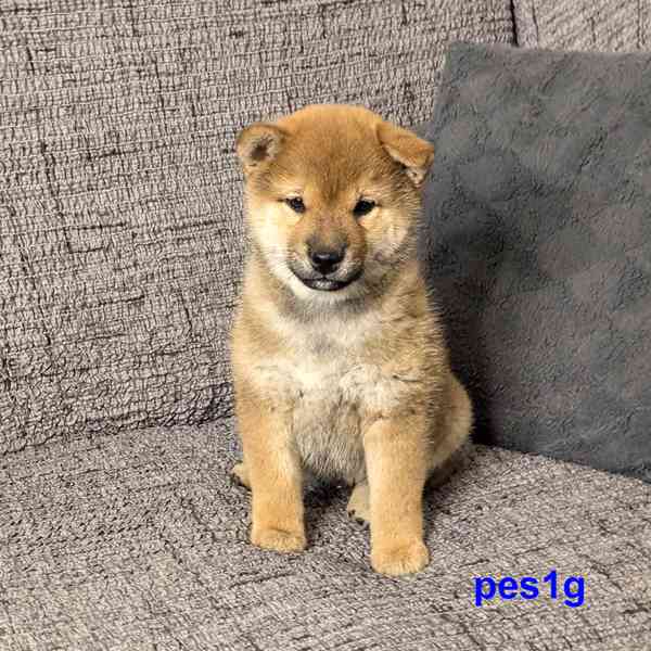 Shiba inu s PP FCI z chovatelské stanice PIBARO - foto 29