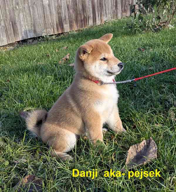 Shiba inu s PP / FCI z  - foto 24