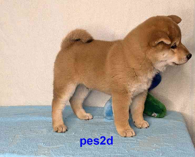 Shiba inu s PP FCI z chovatelské stanice PIBARO - foto 34