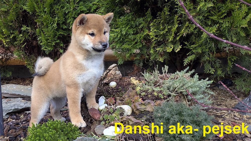 Shiba inu s PP / FCI z 