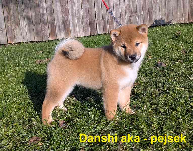 Shiba inu s PP / FCI z  - foto 19