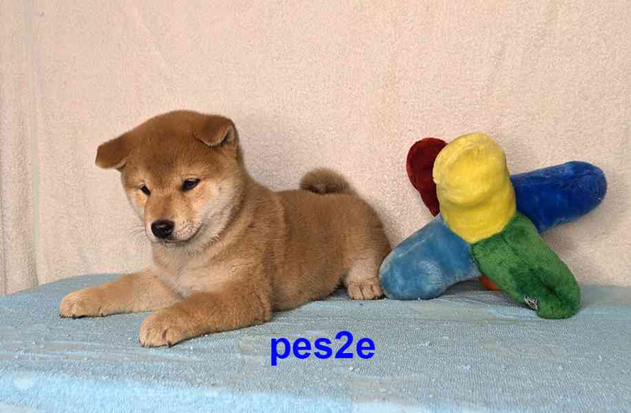 Shiba inu s PP FCI z chovatelské stanice PIBARO - foto 35