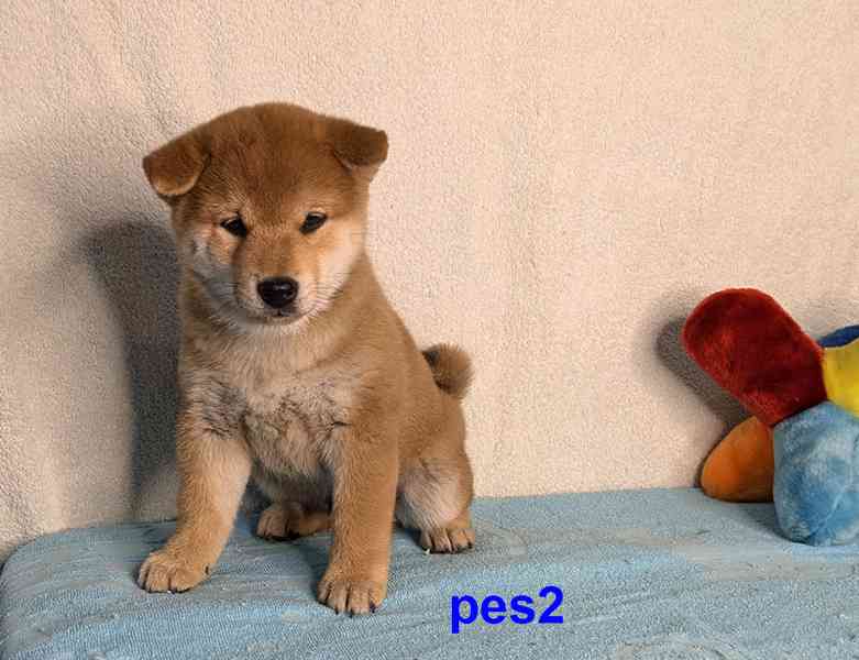 Shiba inu s PP FCI z chovatelské stanice PIBARO - foto 30