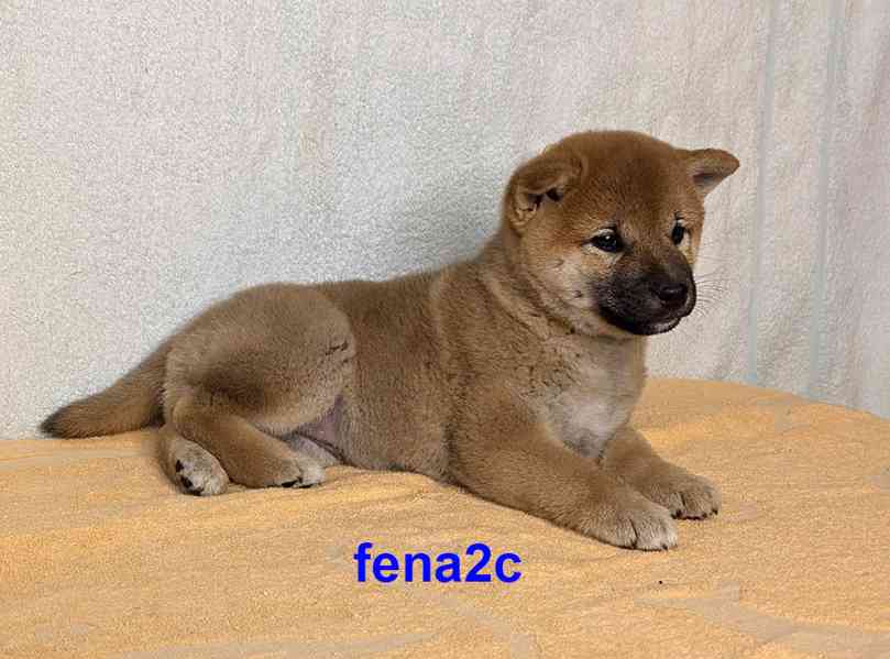 Shiba inu s PP FCI z chovatelské stanice PIBARO - foto 16