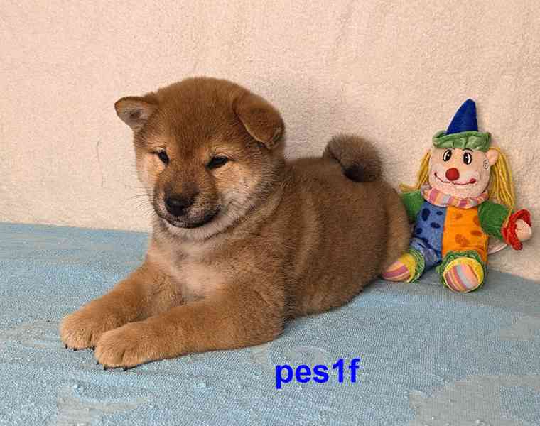 Shiba inu s PP FCI z chovatelské stanice PIBARO - foto 28