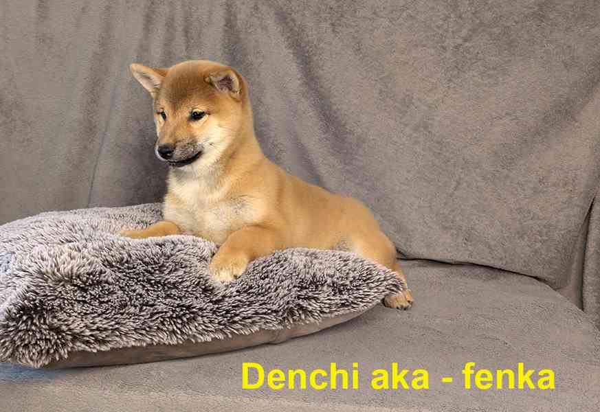 Shiba inu s PP / FCI z  - foto 4