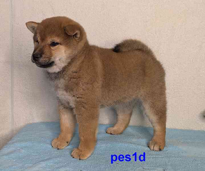 Shiba inu s PP FCI z chovatelské stanice PIBARO - foto 26