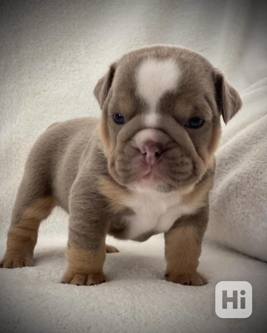 Štěňata anglického buldoka - foto 1