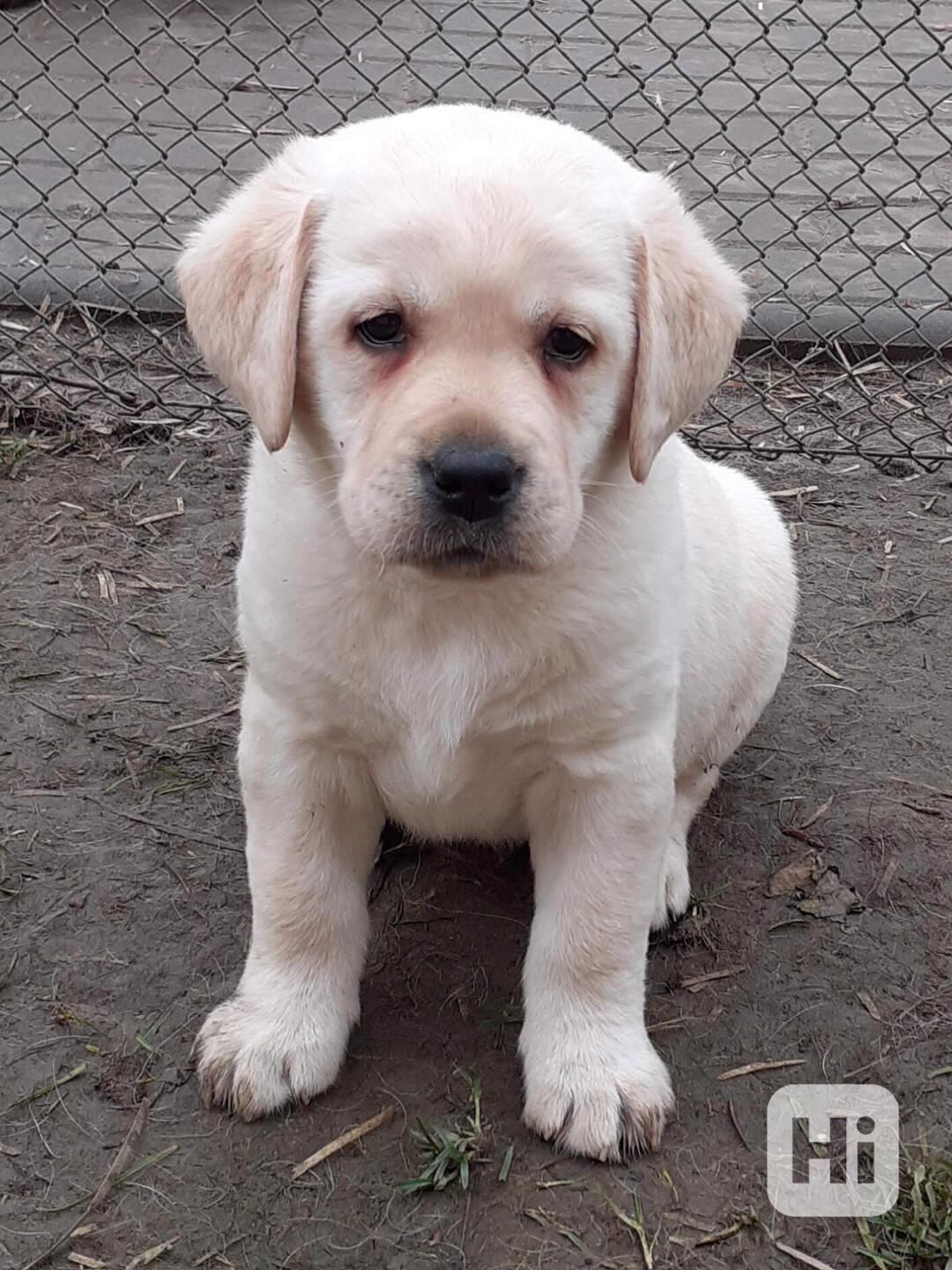 Štěňátka labradora s PP - foto 1