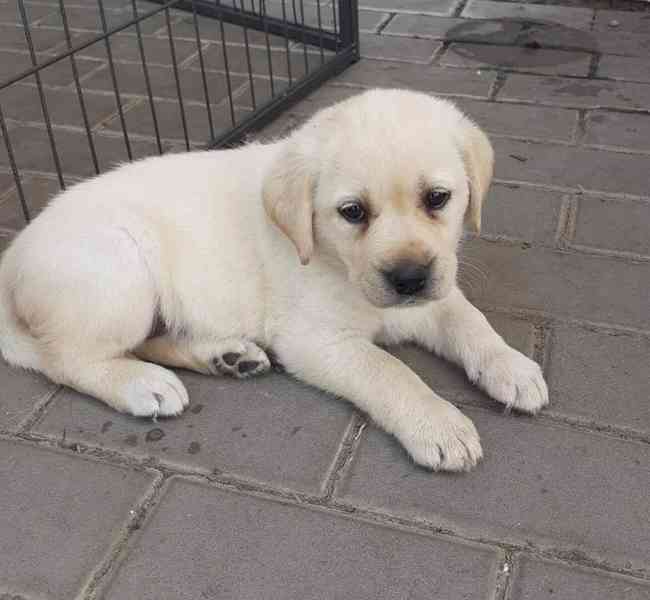 Štěňátka labradora s PP - foto 3