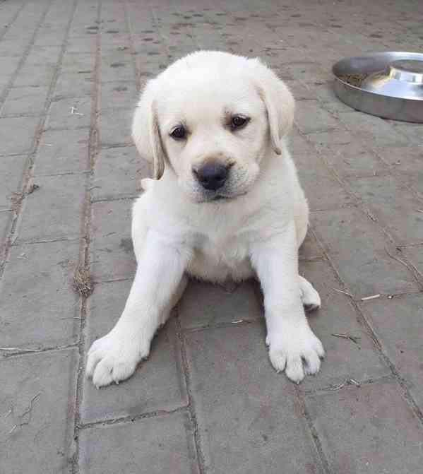 Štěňátka labradora s PP - foto 2