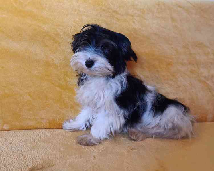 Biewer - pejsci bez pp - foto 1