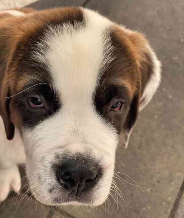 Štěně bernardince potřebuje nový domov - foto 4