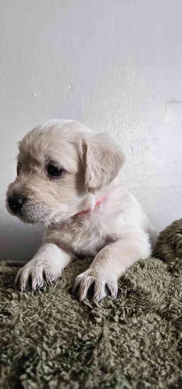 schoodle puppies available for rehoming. - foto 3