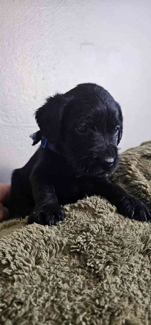 schoodle puppies available for rehoming. - foto 2