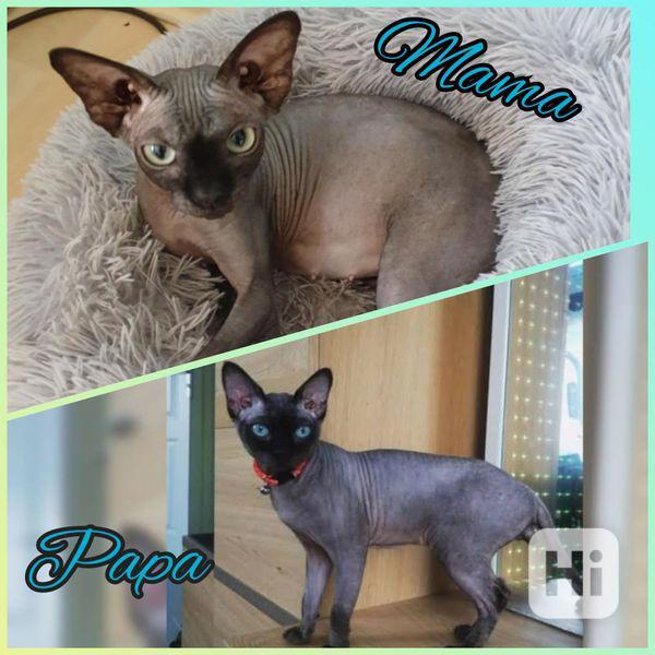 Koťata Sphynx s rodokmenem - foto 1