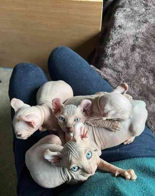 Koťata Sphynx s rodokmenem - foto 4