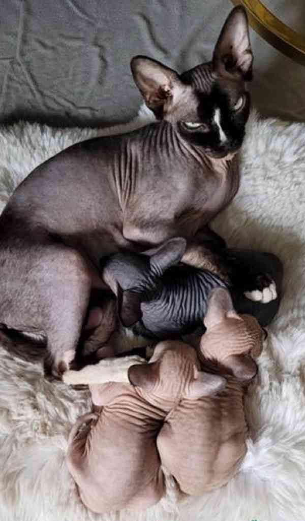 Koťata Sphynx s rodokmenem - foto 3
