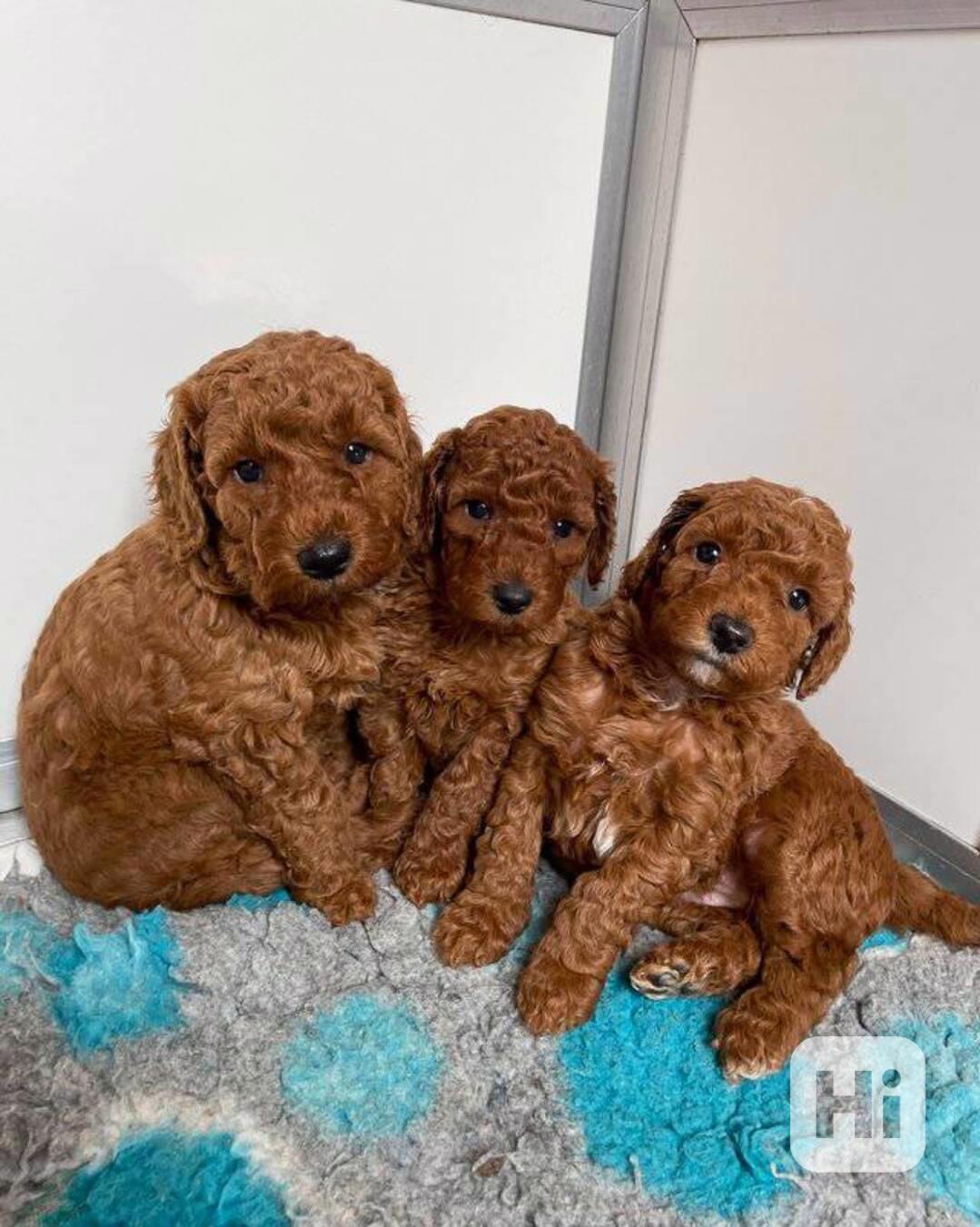 Štěňata toy pudla, samec a samice, jsou připraveni - foto 1