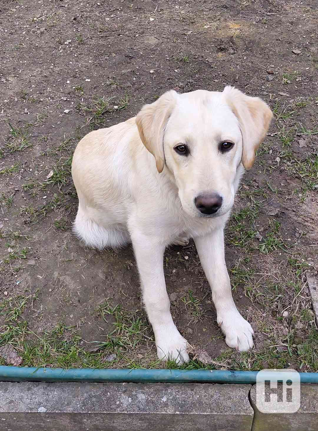 Labrador  - foto 1