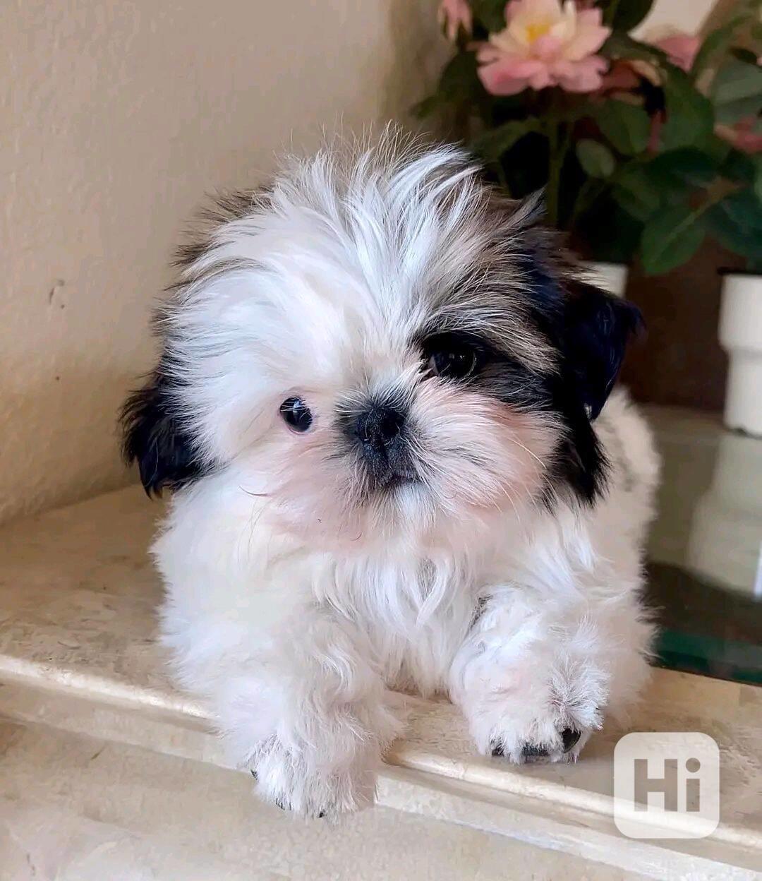 Dárek štěňátka shih tzu k adopci zdarma   - foto 1