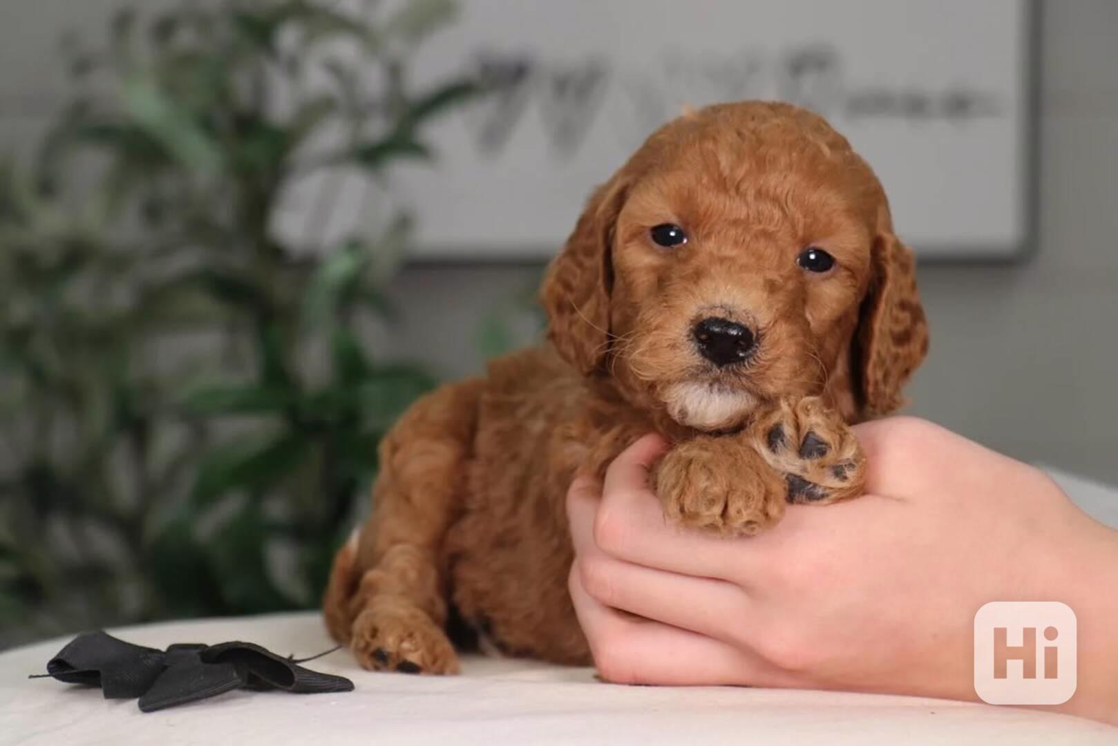 Golden Retriever  - foto 1