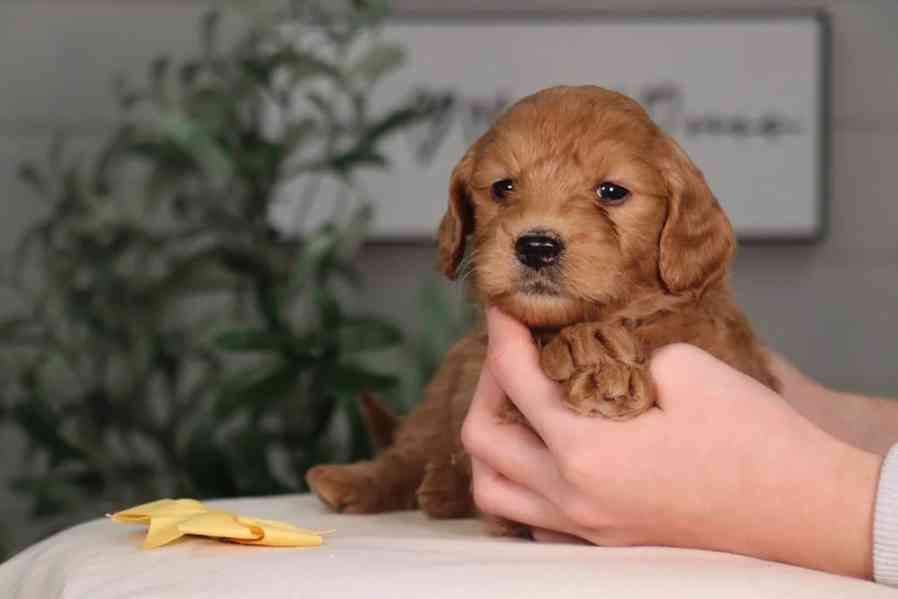 Golden Retriever  - foto 2